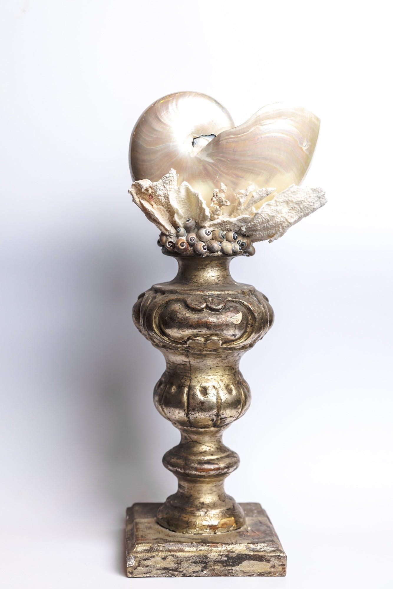 Notulous Shell Antique Nautilus Shell – Stella Flame Gallery
